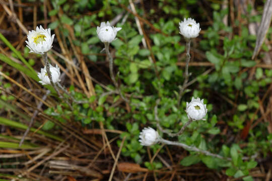 Plancia ëd Anaphalioides bellidioides (G. Forst.) D. Glenny