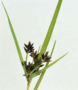 Image de Cyperus mundii (Nees) Kunth