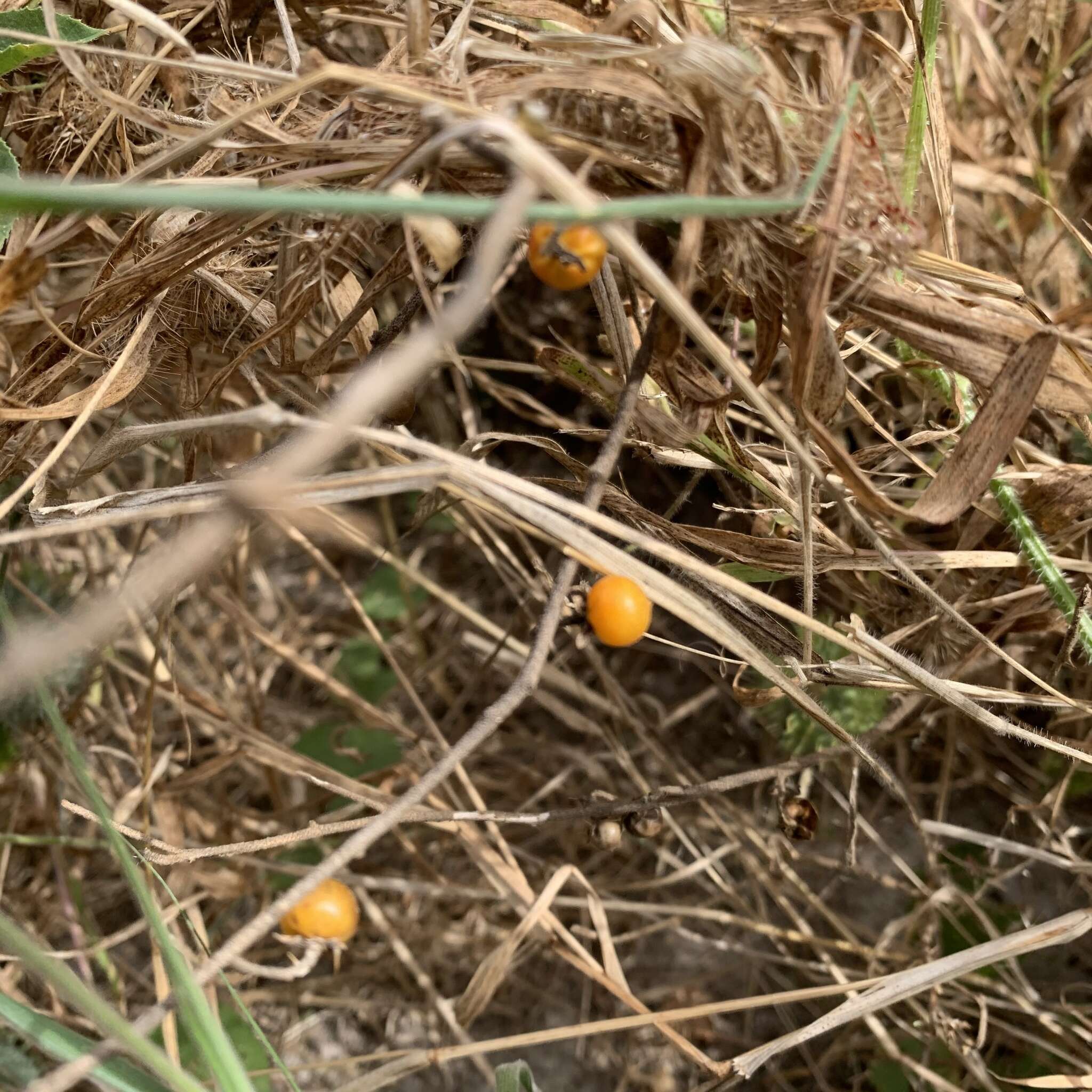 Image of Solanum catombelense Peyr.