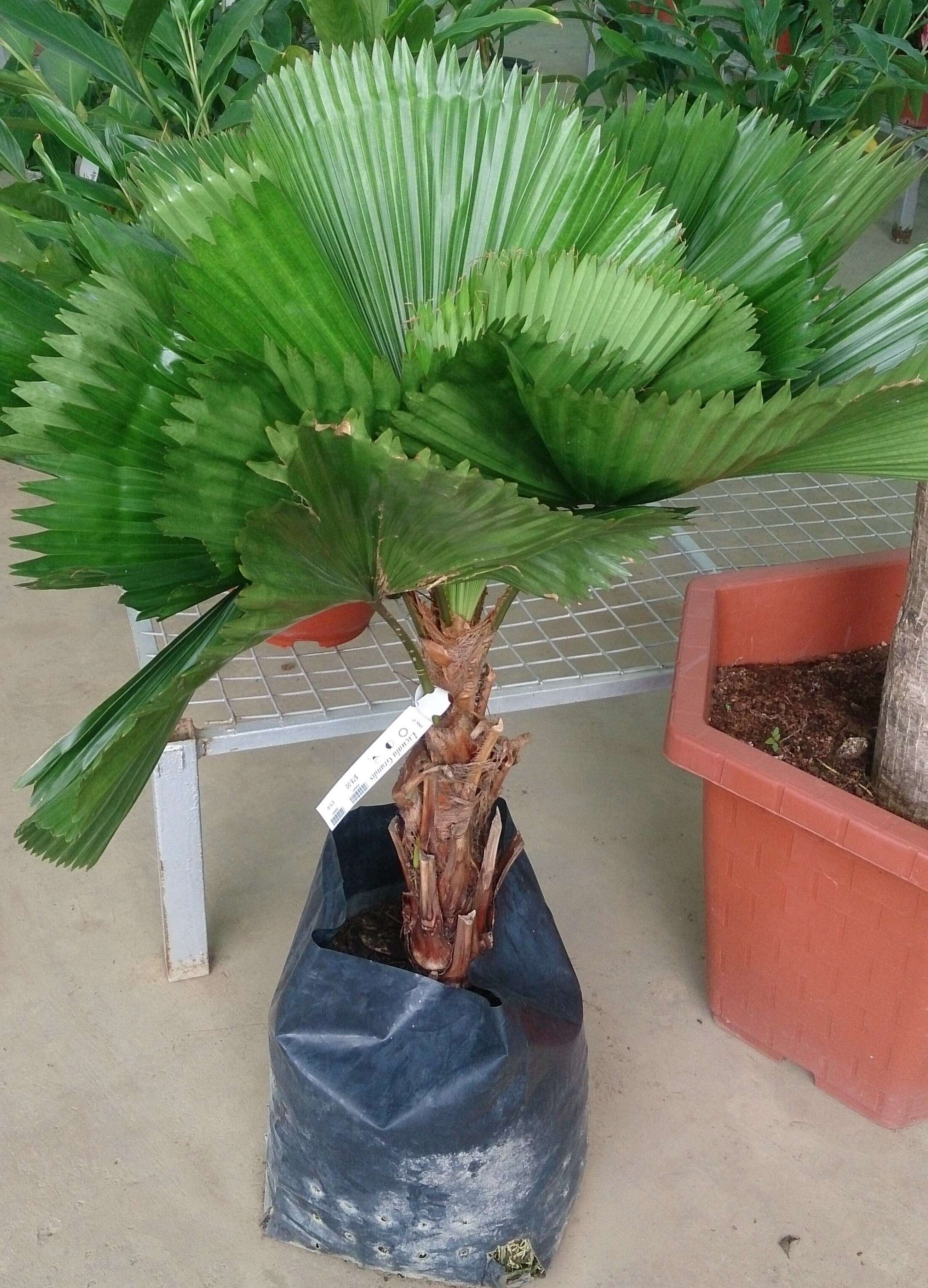 Image of Grosse Licuala Palm