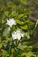 Image de Echites umbellatus Jacq.