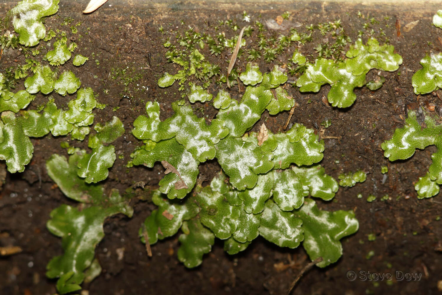 Image of Marchantia foliacea Mitt.