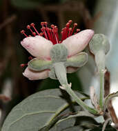 Image of Acca