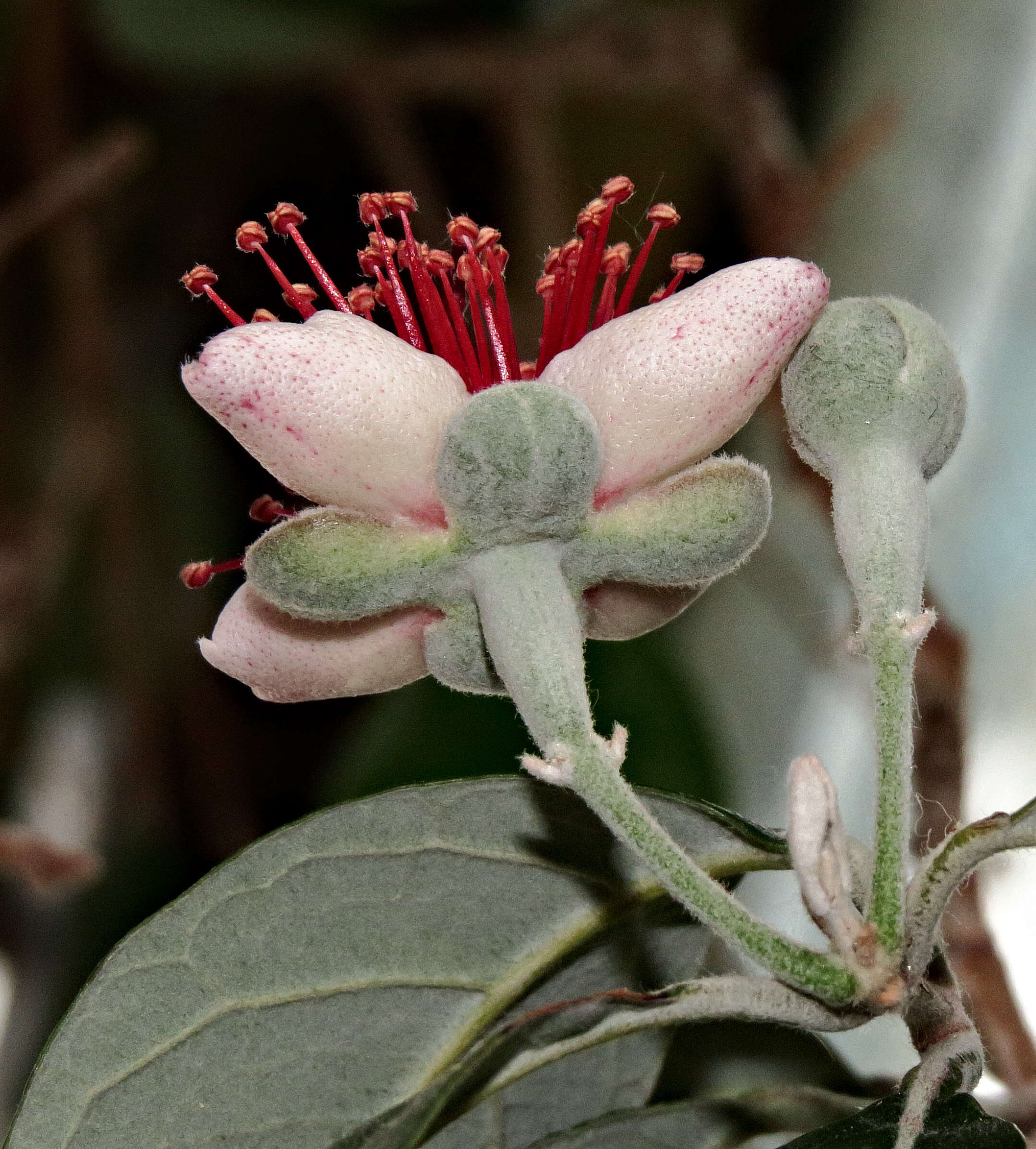 Image of Acca