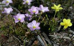 Image of <i>Oxalis <i>flava</i></i> var. flava