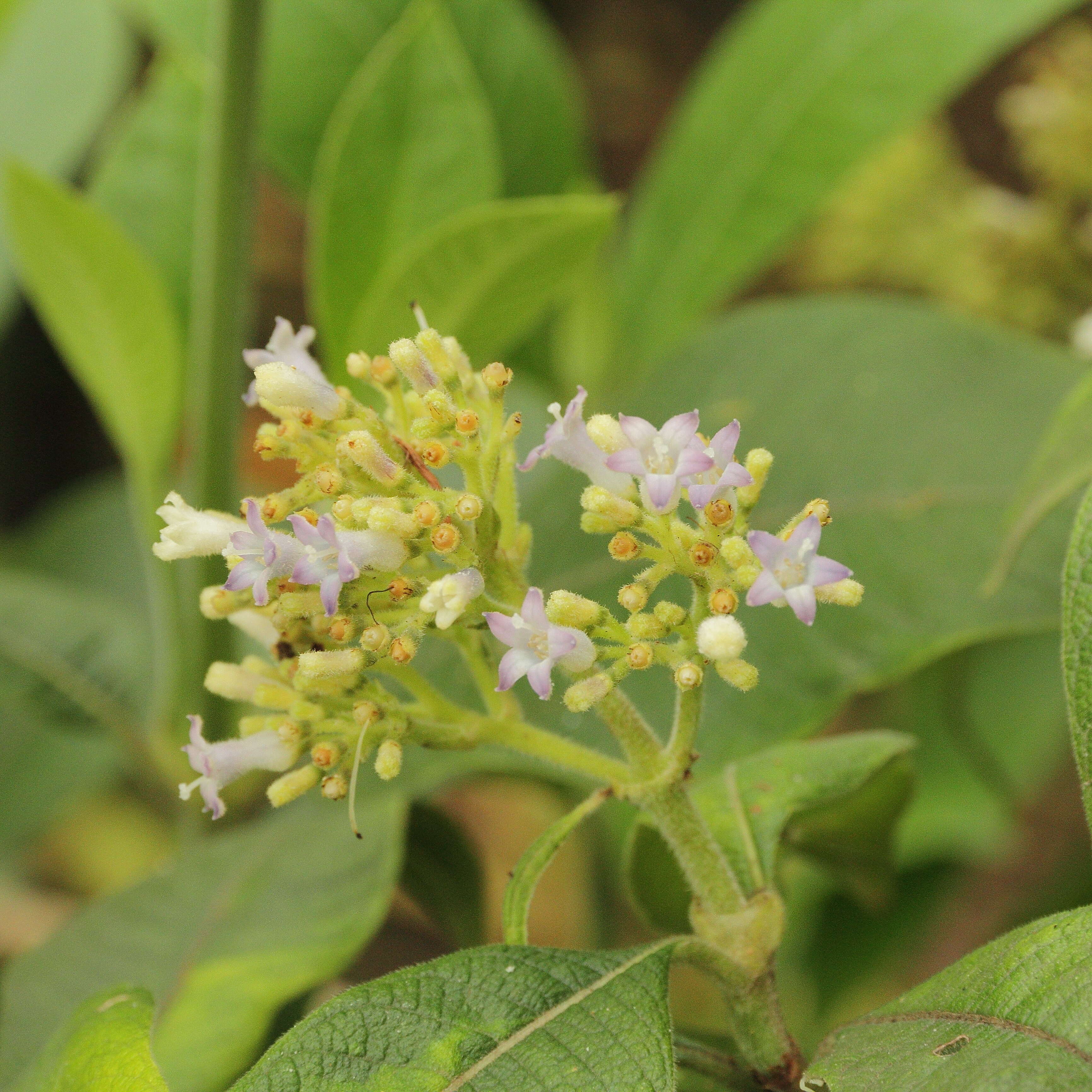 Слика од Buddleja incana Ruiz & Pav.