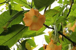 Image of Brugmansia aurea Lagerh.