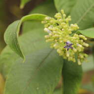 Слика од Buddleja incana Ruiz & Pav.