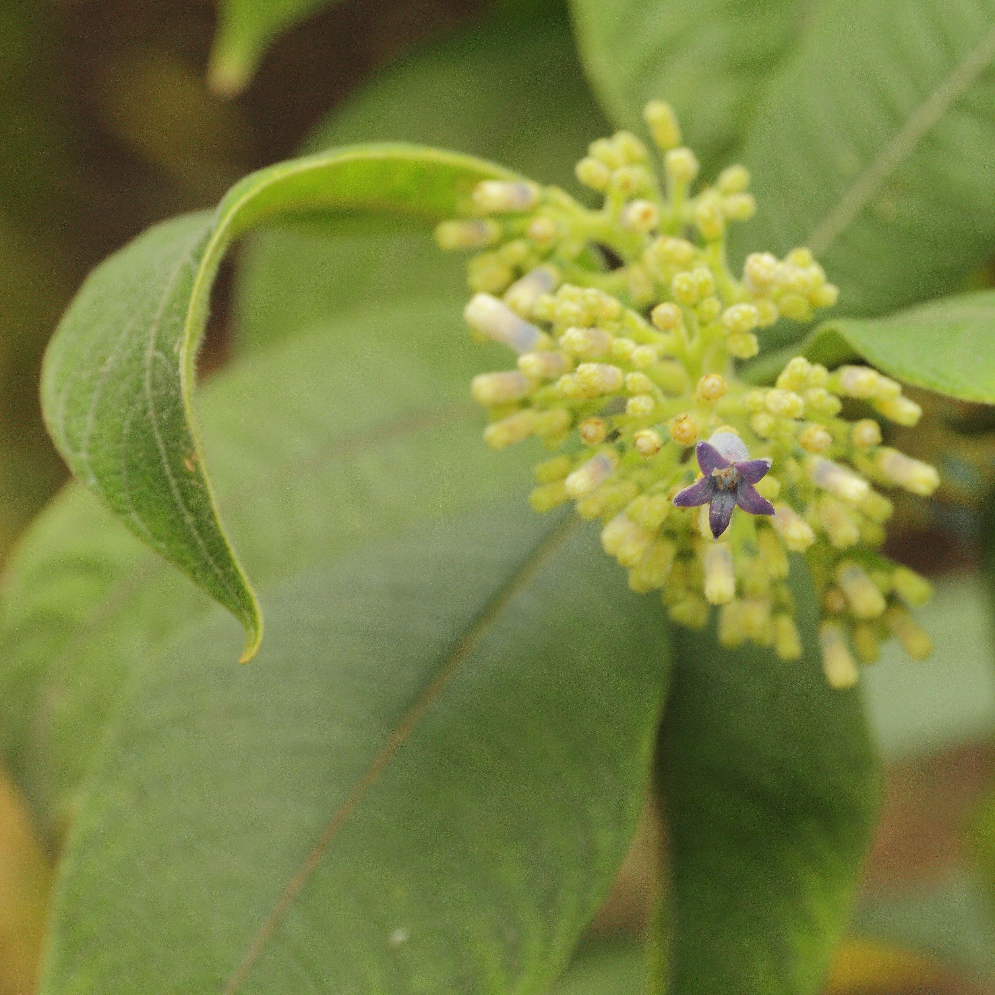 Слика од Buddleja incana Ruiz & Pav.