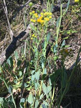 Image of Cleveland's Groundsel