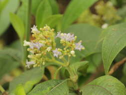 Слика од Buddleja incana Ruiz & Pav.