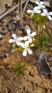 Image of Stylidium guttatum R. Br.