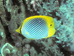 Image of Spot-tail Butterfly Fish