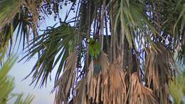 Image of Golden-collared Macaw