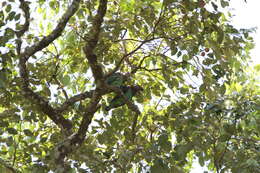 Image of Brown-necked Parrot