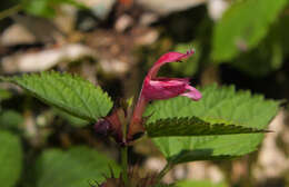 Image of Lamium orvala L.