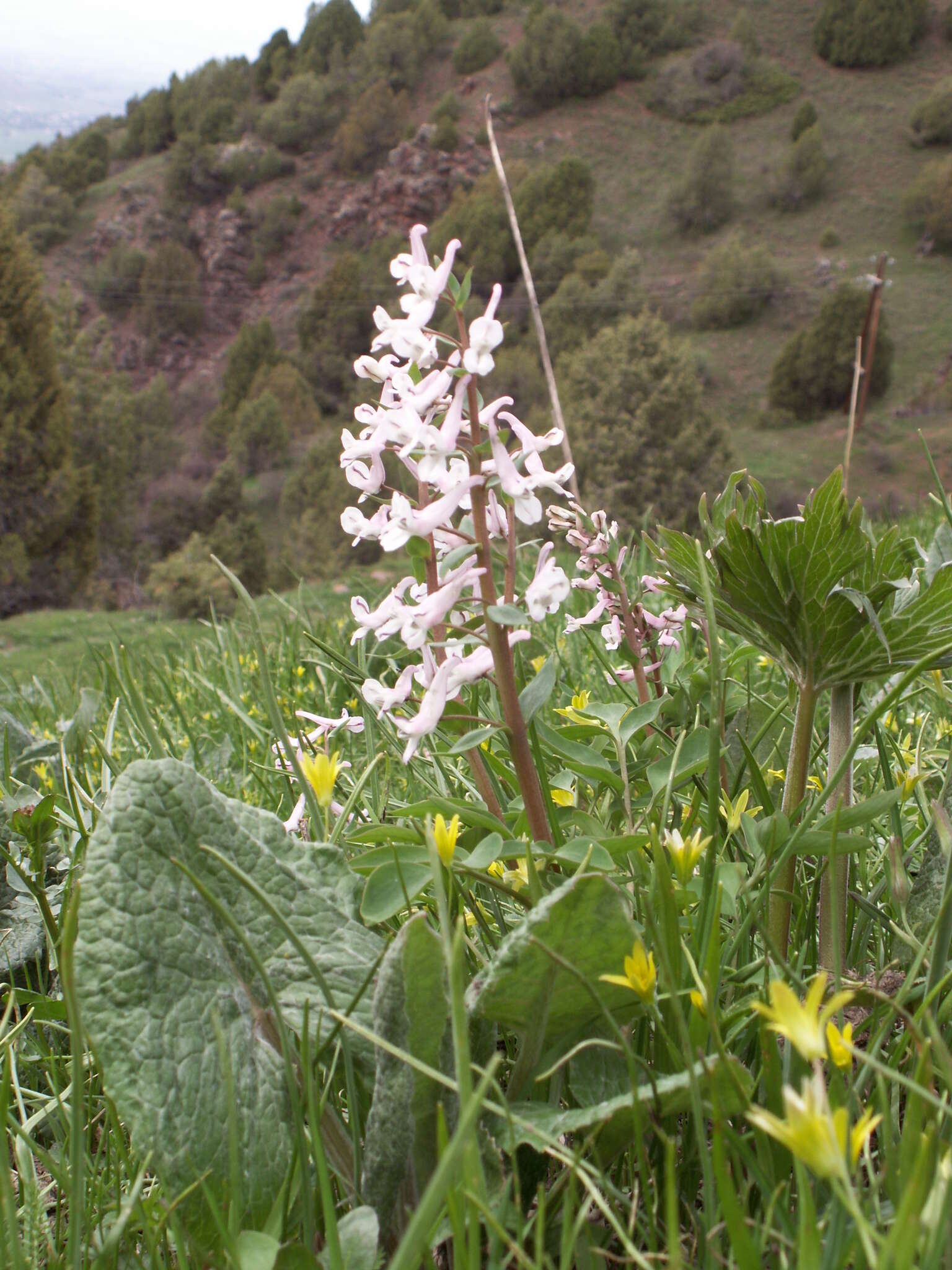 Image of Corydalis glaucescens Regel