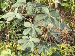 صورة Tabebuia bahamensis (Northr.) Britton