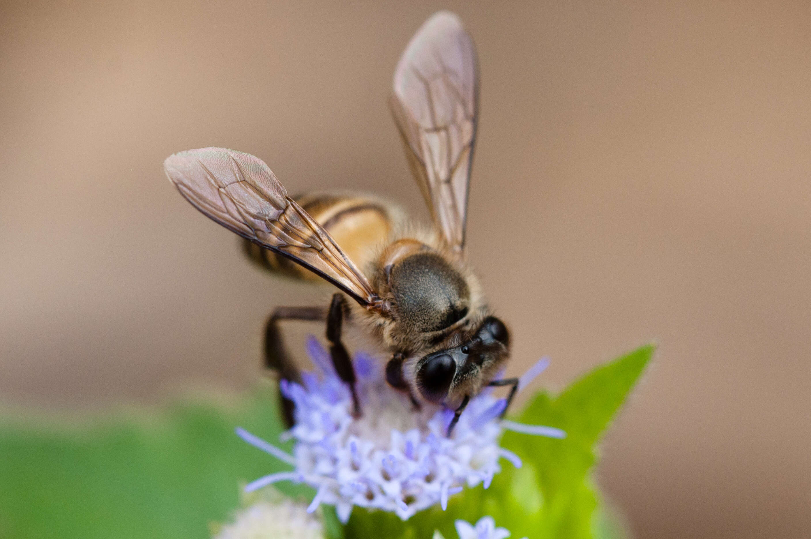 Apis cerana Fabricius 1793 resmi