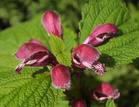 Image of Lamium orvala L.