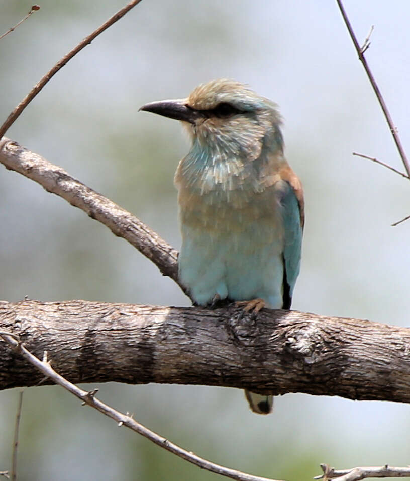 Image de Coracias garrulus semenowi Loudon & Tschusi 1902