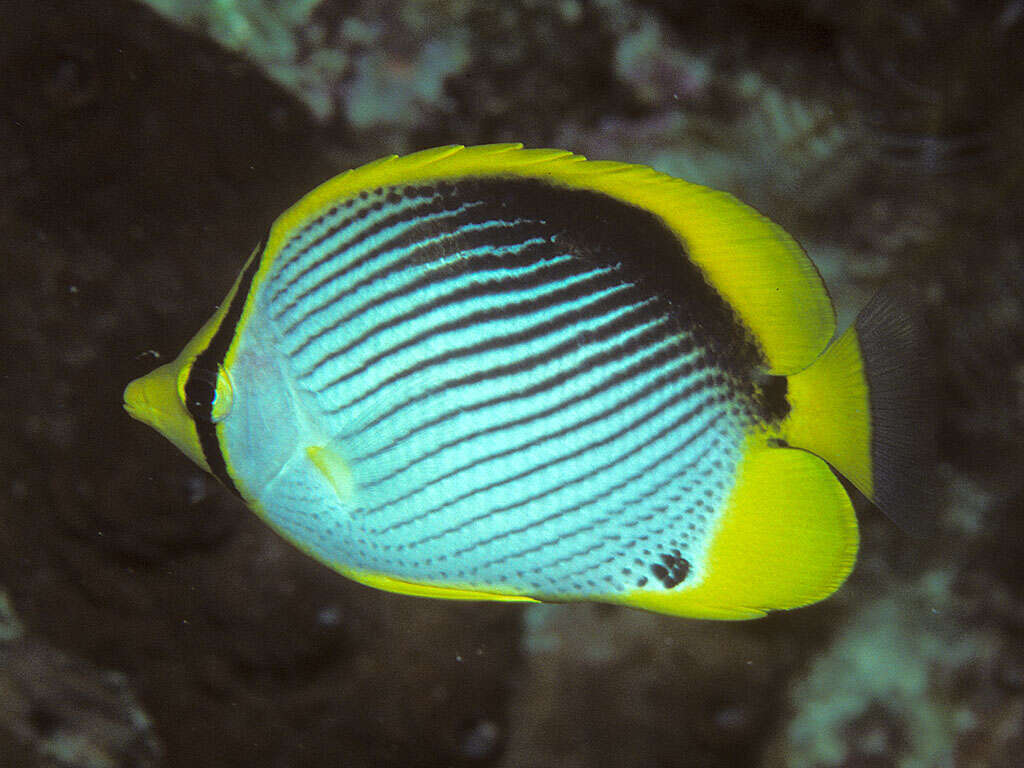 Image of Black-back Butterflyfish