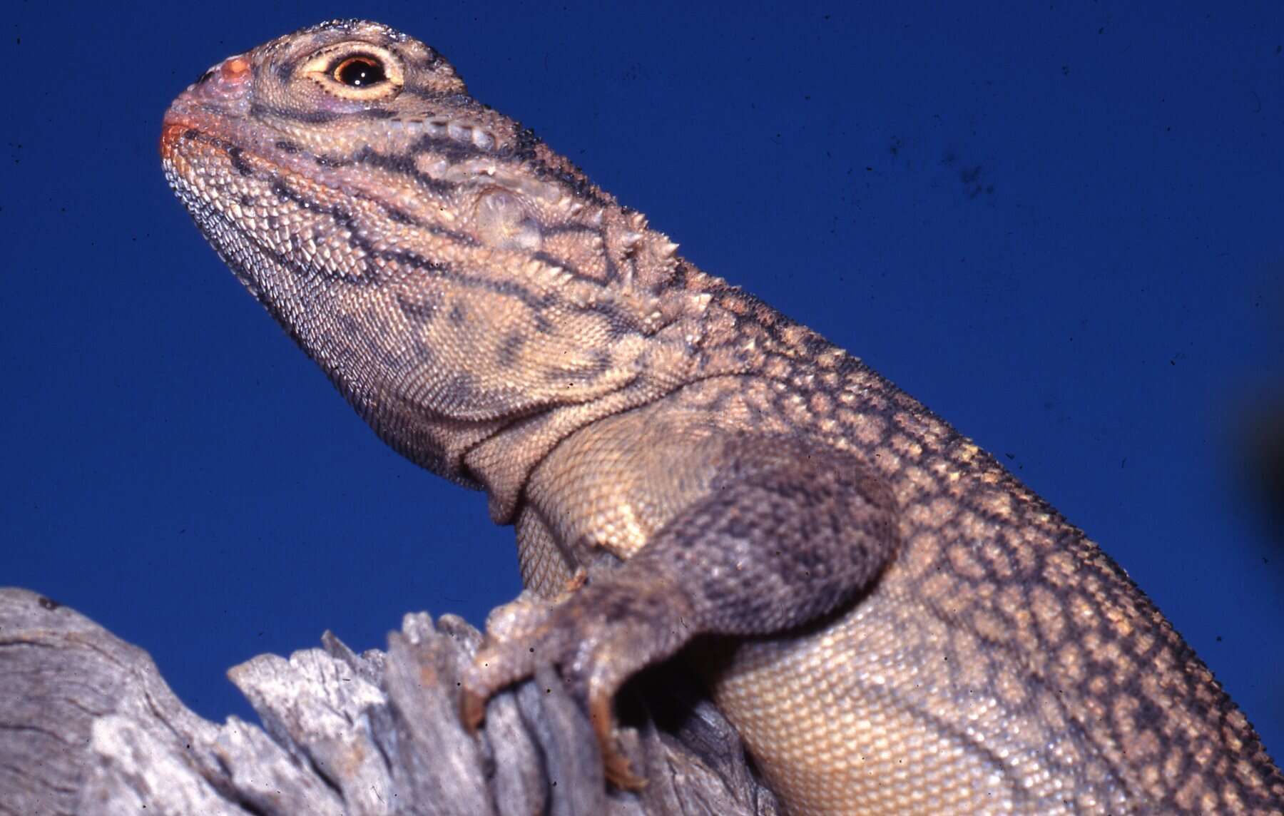 Image of Central Netted Dragon