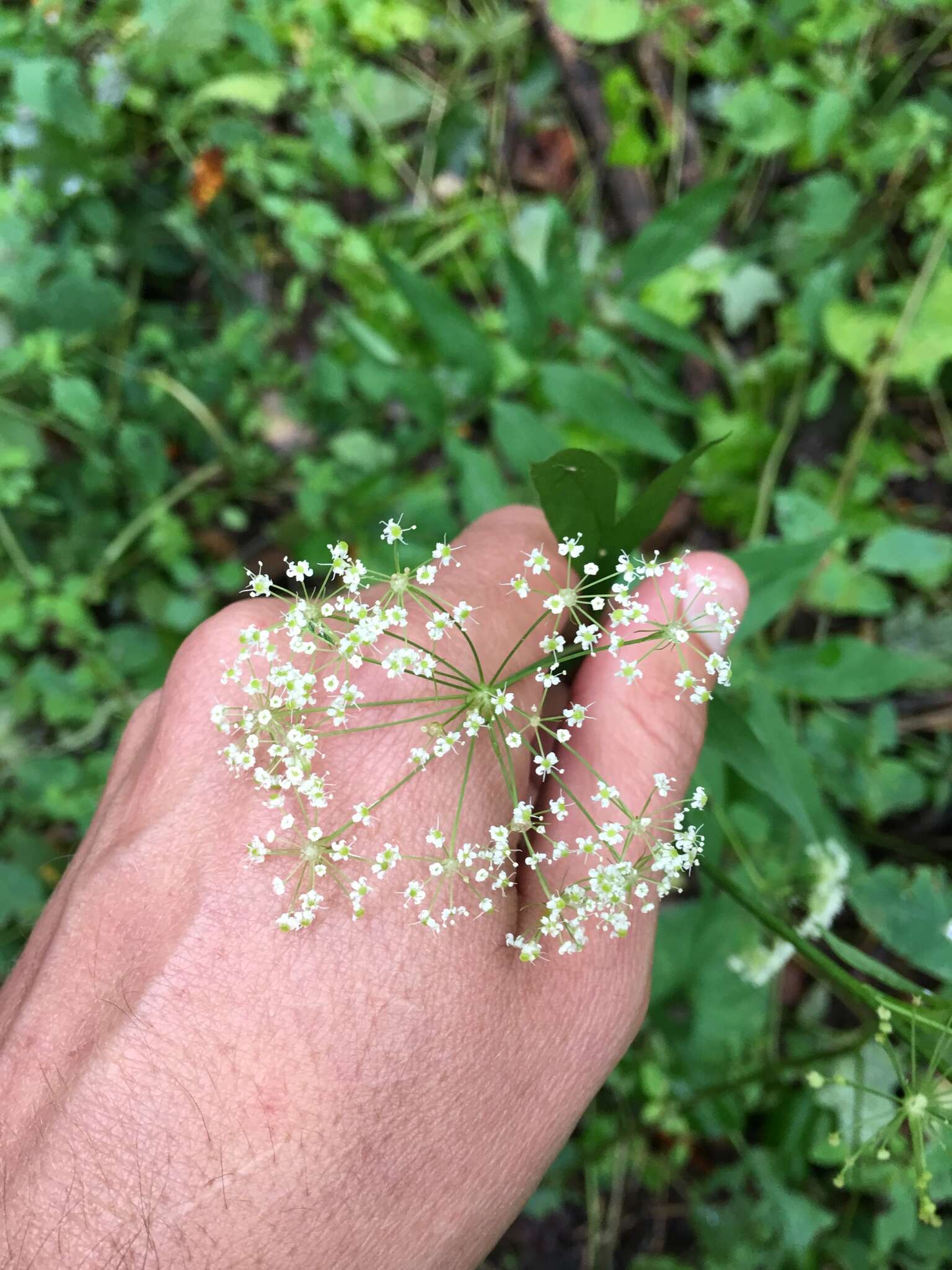 Image of stiff cowbane