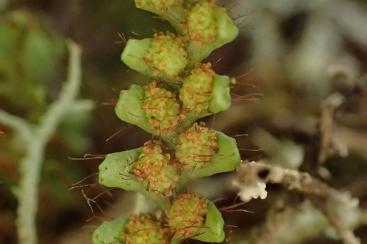 Image of Micropolypodium okuboi (Yatabe) Hayata