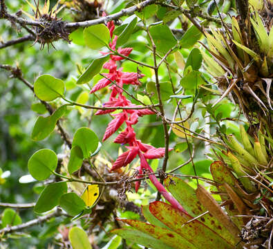 Image of Tillandsia superba Mez & Sodiro