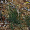 Image of Equisetum bogotense Kunth