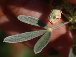 Image of Cajanus sericeus (Baker) Maesen