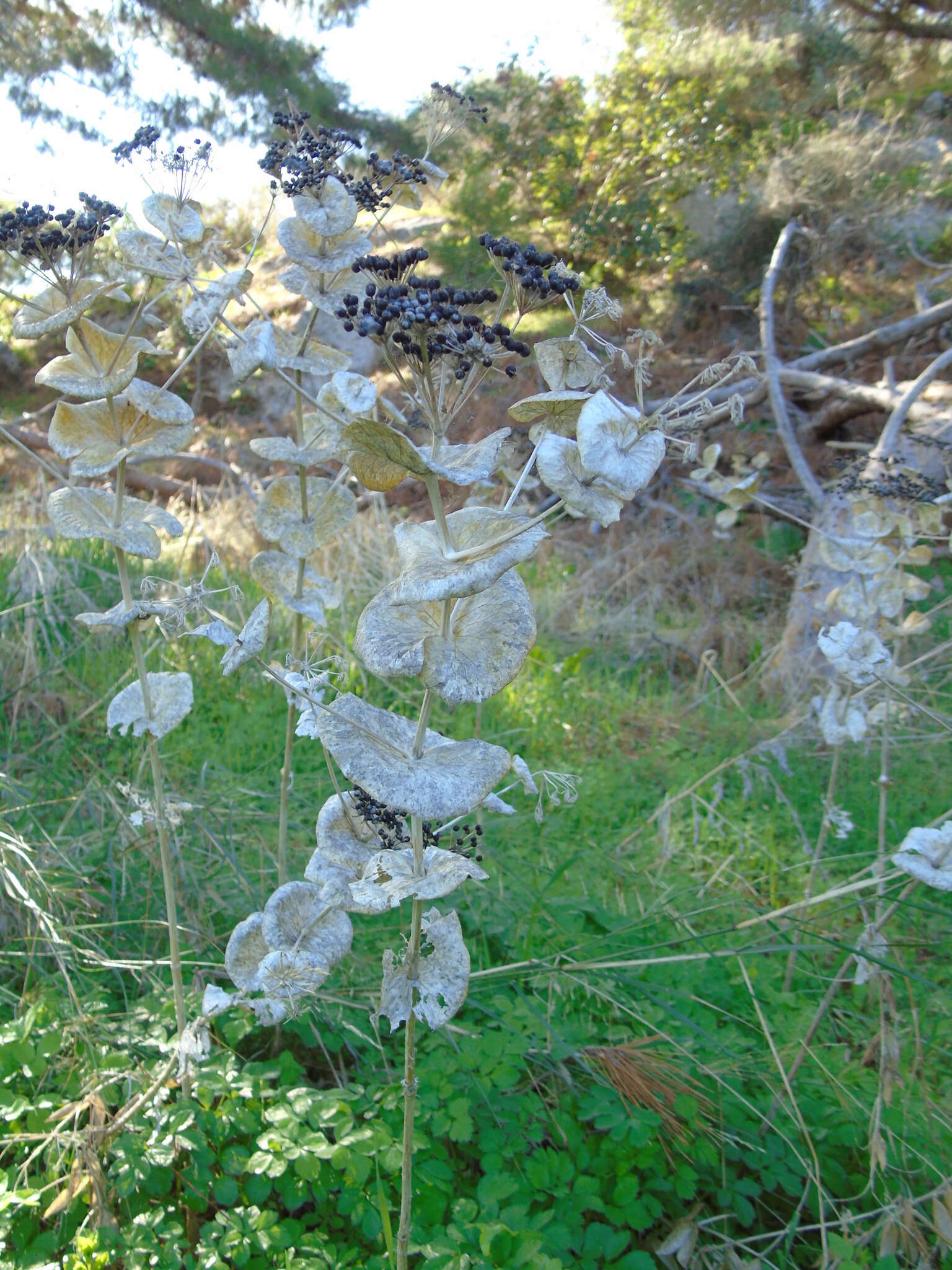 Image of Smyrnium perfoliatum subsp. rotundifolium (Mill.) Bonnier & Layens