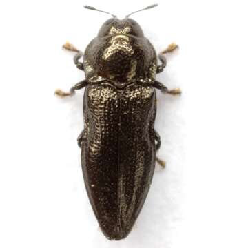 Aphanisticus cochinchinae Obenberger 1924 resmi