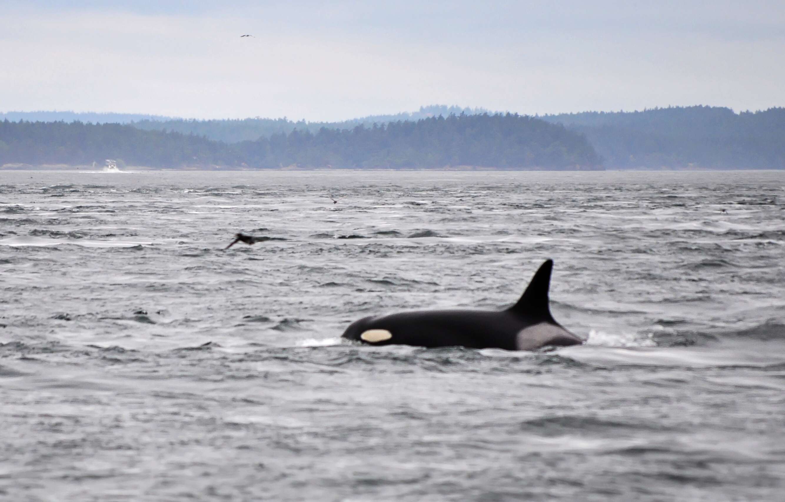 Image of killer whale