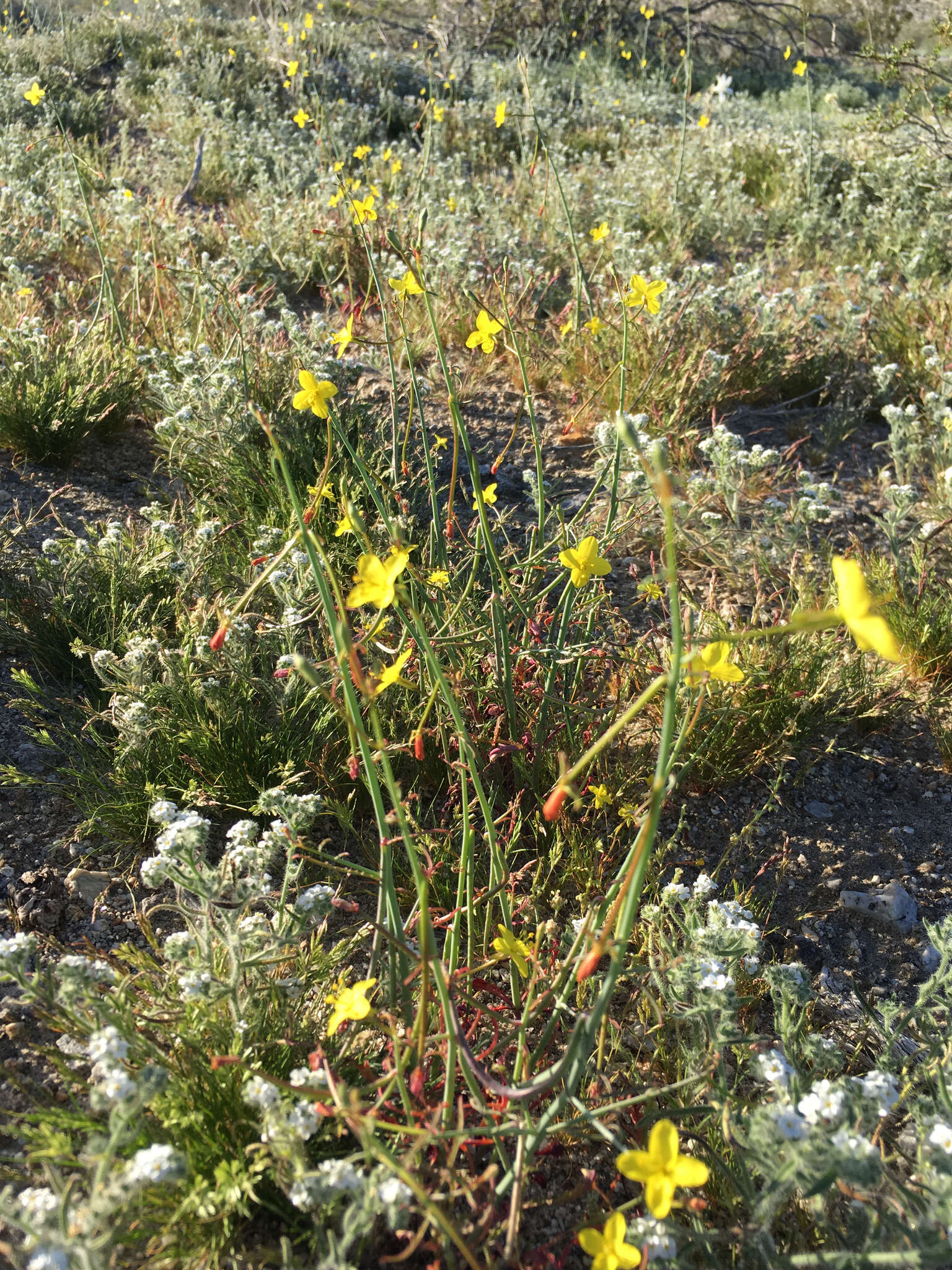 Image of California suncup