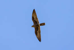 Image of Black Falcon