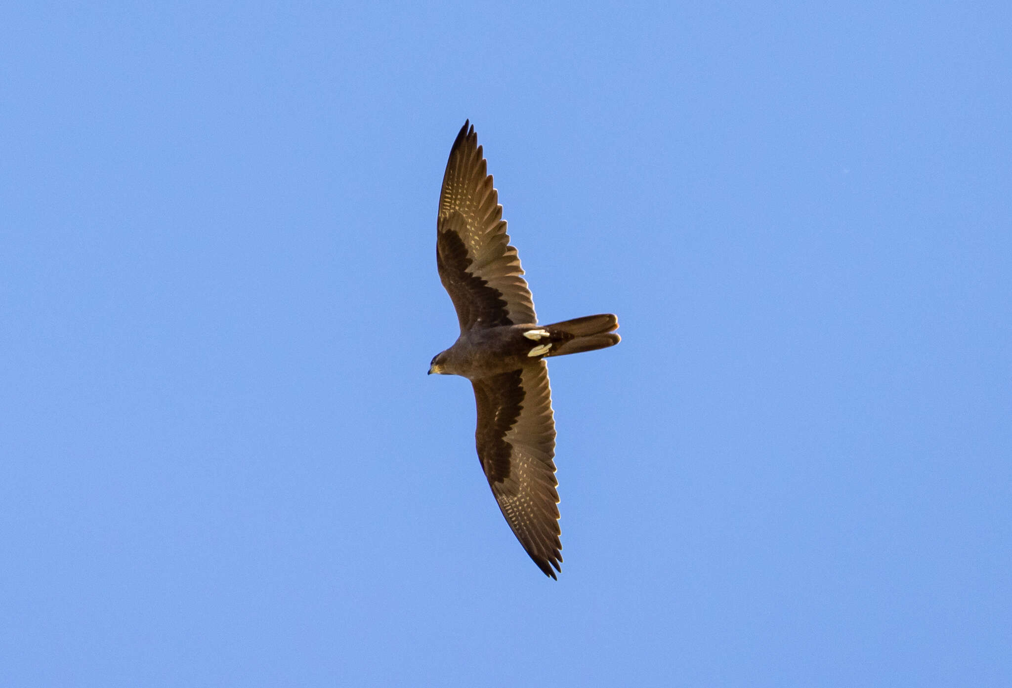 Image of Black Falcon