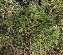 Image of Florida Nutmeg Tree