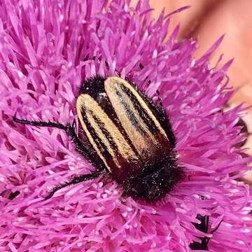 صورة Eulasia (Trichopleurus) vittata (Fabricius 1775)