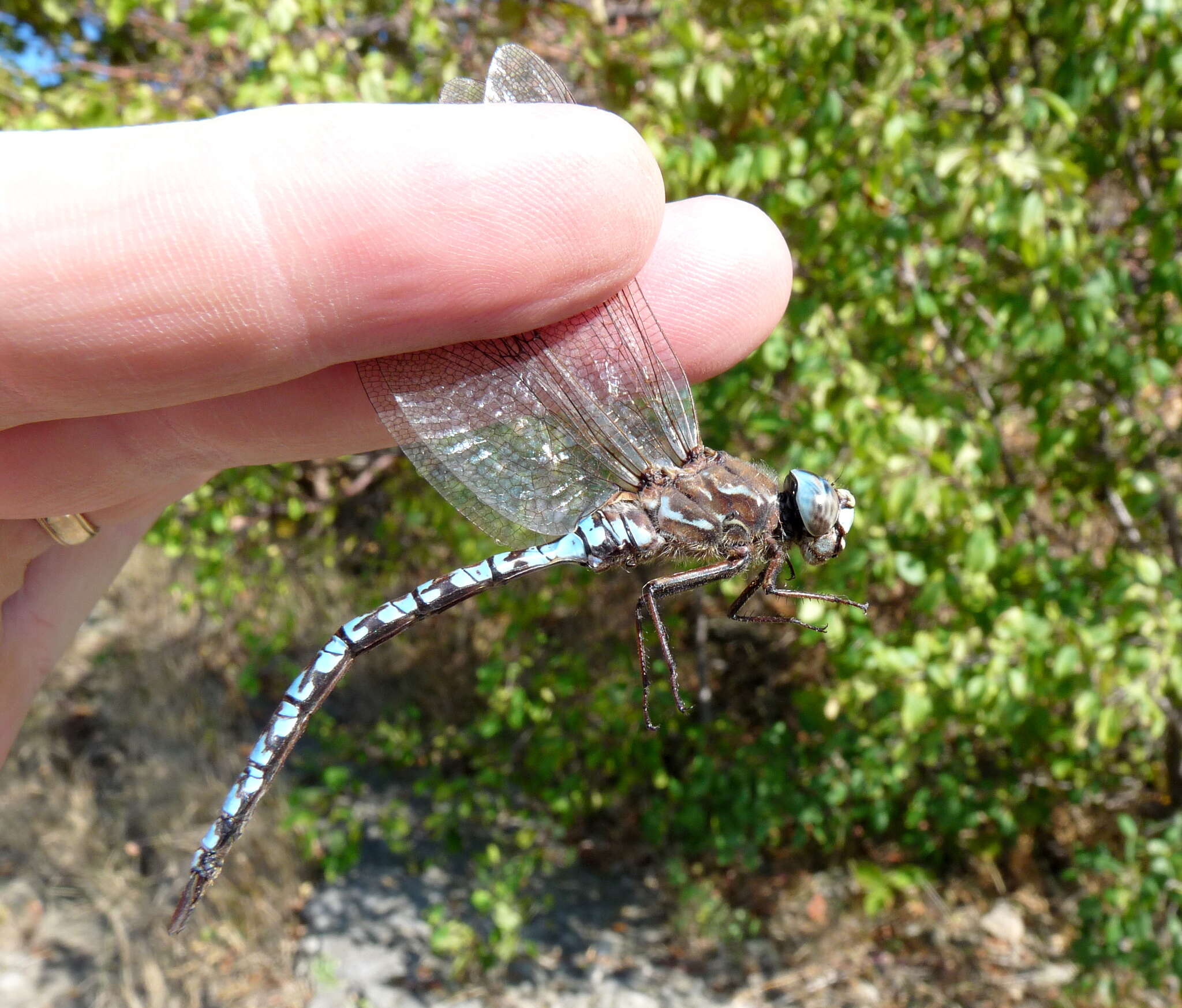 Image of Zigzag Darner