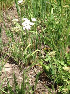 Image of western yarrow