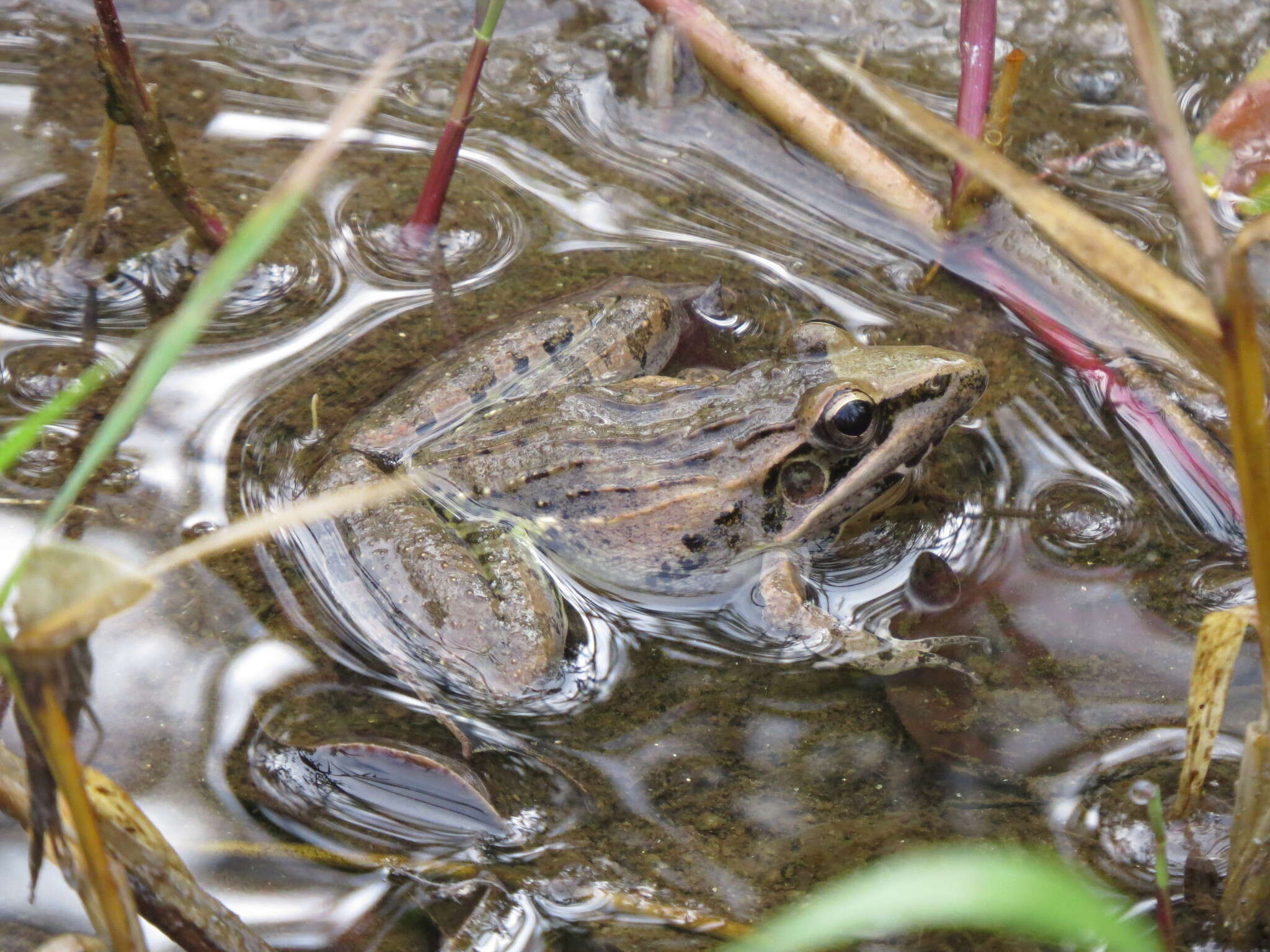 Image de Ptychadena anchietae (Bocage 1868)