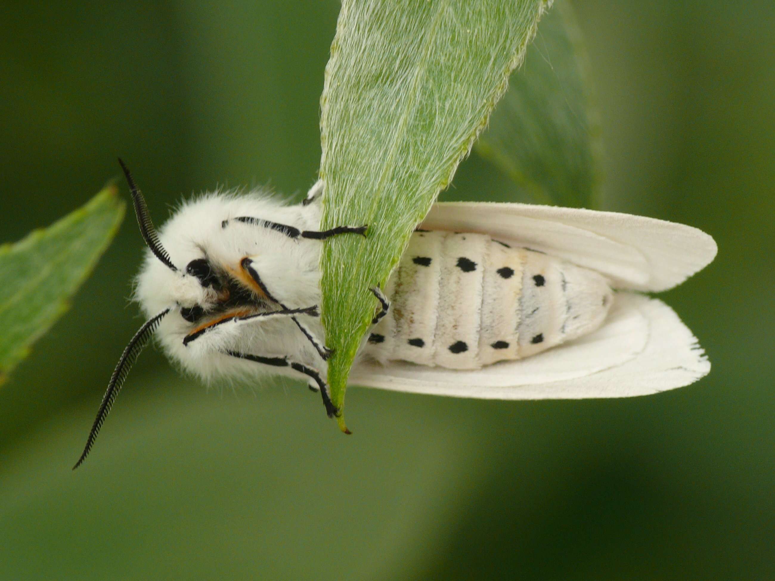 Image de écaille de lortie