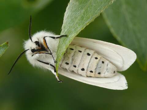 Image of water ermine