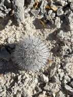 Mammillaria insularis H. E. Gates的圖片