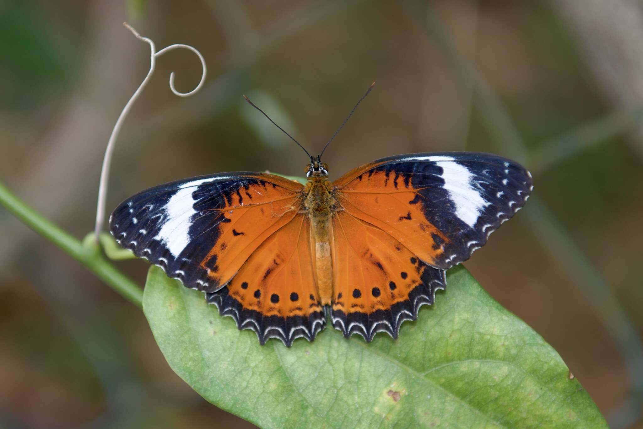 Image of Orange lacewing