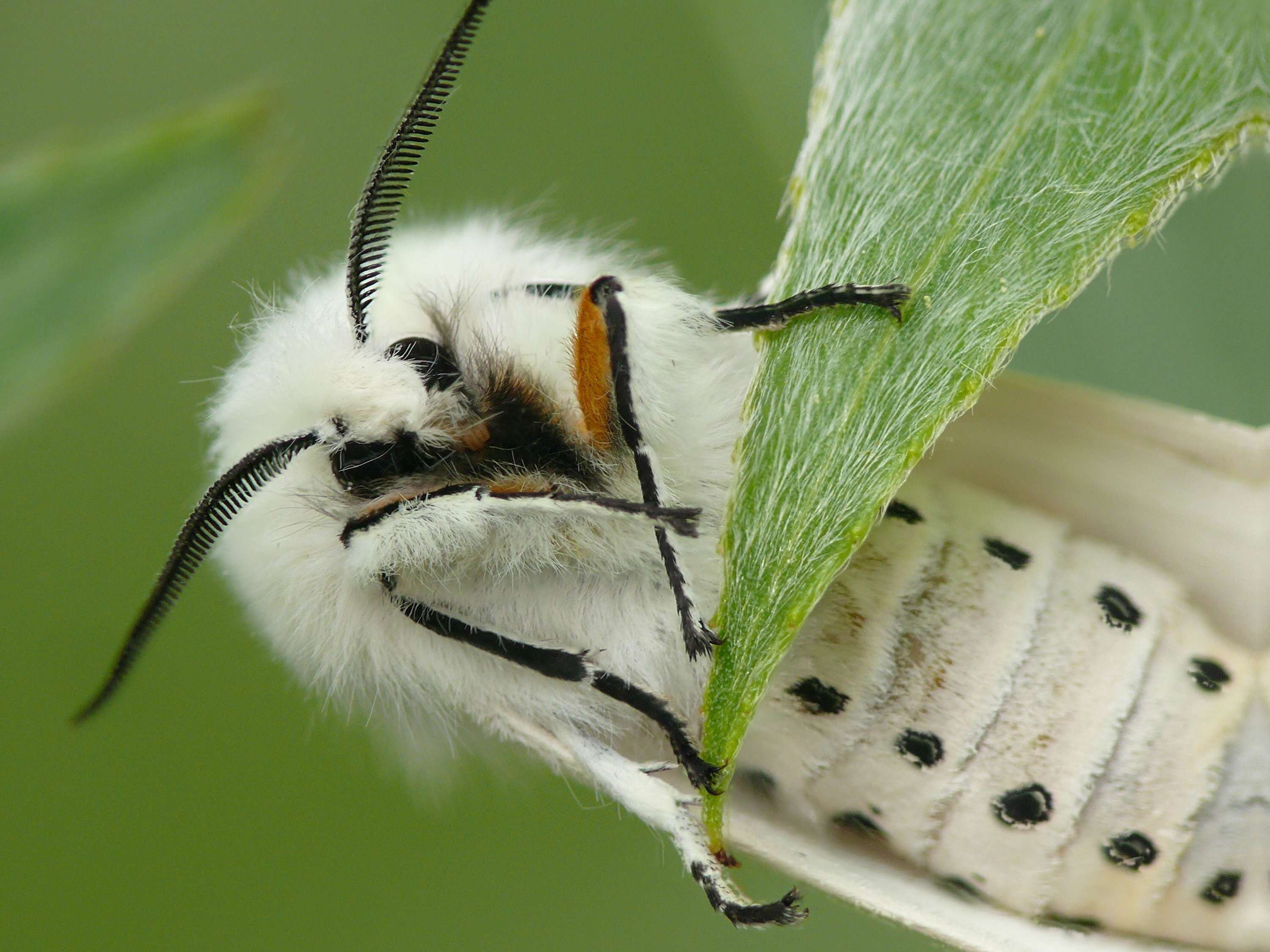 Image de écaille de lortie