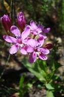 Freesia verrucosa (B. Vogel) Goldblatt & J. C. Manning resmi