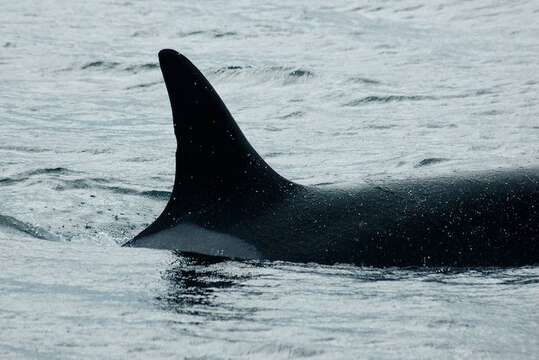 Image of killer whale